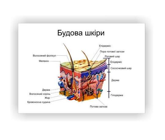 Плакат Vivay Строение кожи 60х40 см (23442875)