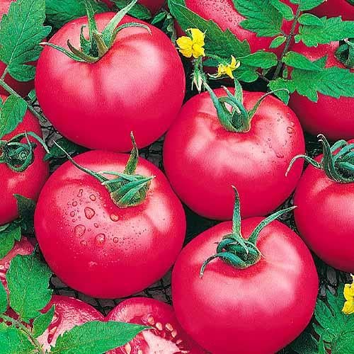 Насіння Томат Florium Ляна Рожевий (17191) Насіння Томат Florium Ляна Рожевий (17191)