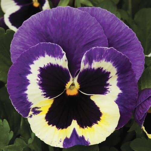 Семена цветов Виола Colossus F1 Tricolor Syngenta 25 шт. (BN03143-4)