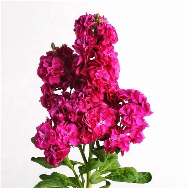 Левкой матиола Хот Кейк 50 шт. Малиновый (38294986) Левкой матиола Хот Кейк 50 шт. Малиновый (38294986)