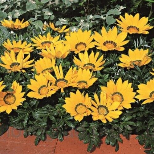 Семена цветов Газания жестковатая Syngenta Kiss Yellow 1000 шт. (BN01087)