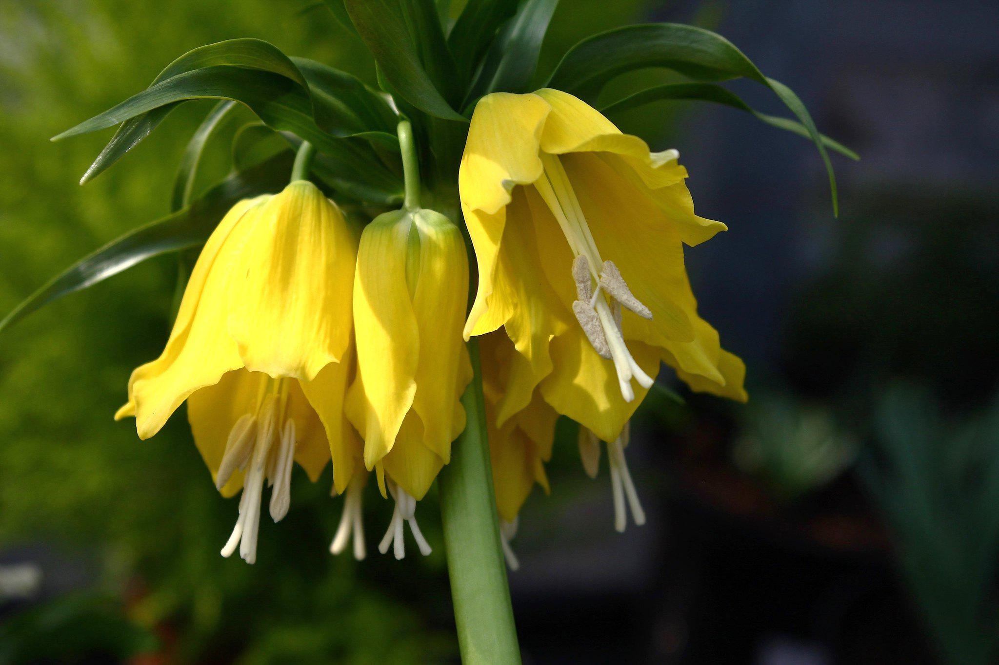 Фритилярия Dobrodar Lutea 3 шт. (38284423)