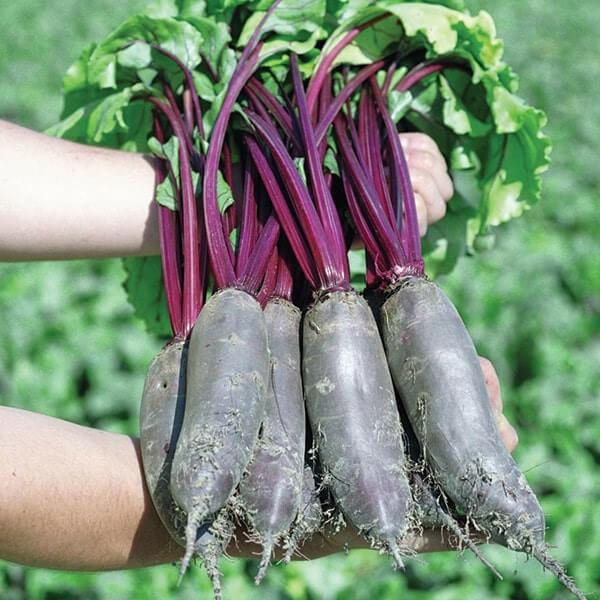 Семена свеклы Таунус F1 Bejo Zaden Бейо Голландия 5 г - фото 3 Семена свеклы Таунус F1 Bejo Zaden Бейо Голландия 5 г - фото 3