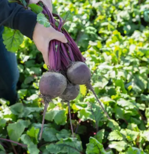 Семена Свекла Bohan F1 Оригинальная упаковка ТД Гекса-Украина 50000 шт. 01-19-068 (IR00606)