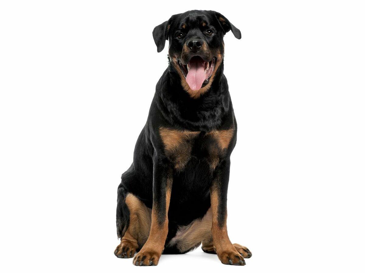 Шлейка для собак ХL Zoofari со светоотражающими элементами 90-119 см (1862671619) - фото 3 Шлейка для собак ХL Zoofari со светоотражающими элементами 90-119 см (1862671619) - фото 3