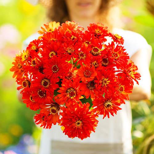 Насіння Цинiя Подарунок Florium (17526) - фото 2 Насіння Цинiя Подарунок Florium (17526) - фото 2