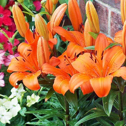 Лилия Orange Pixie Florium - фото 3