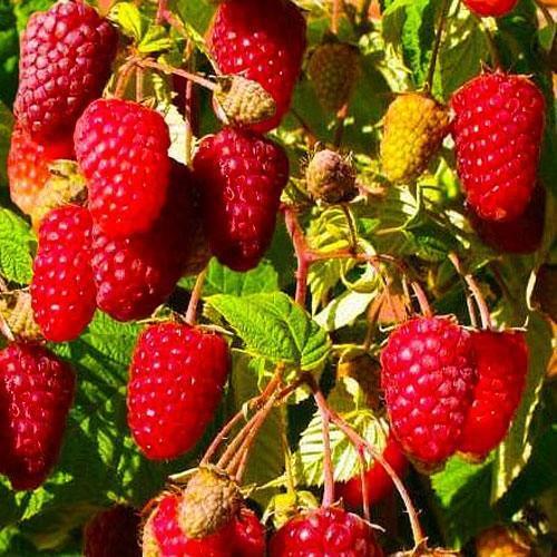 Сажанец Малина Чудо ремонтантный сорт (17665)