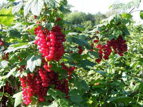 Саджанець порічки Дар Орла (2084748265)
