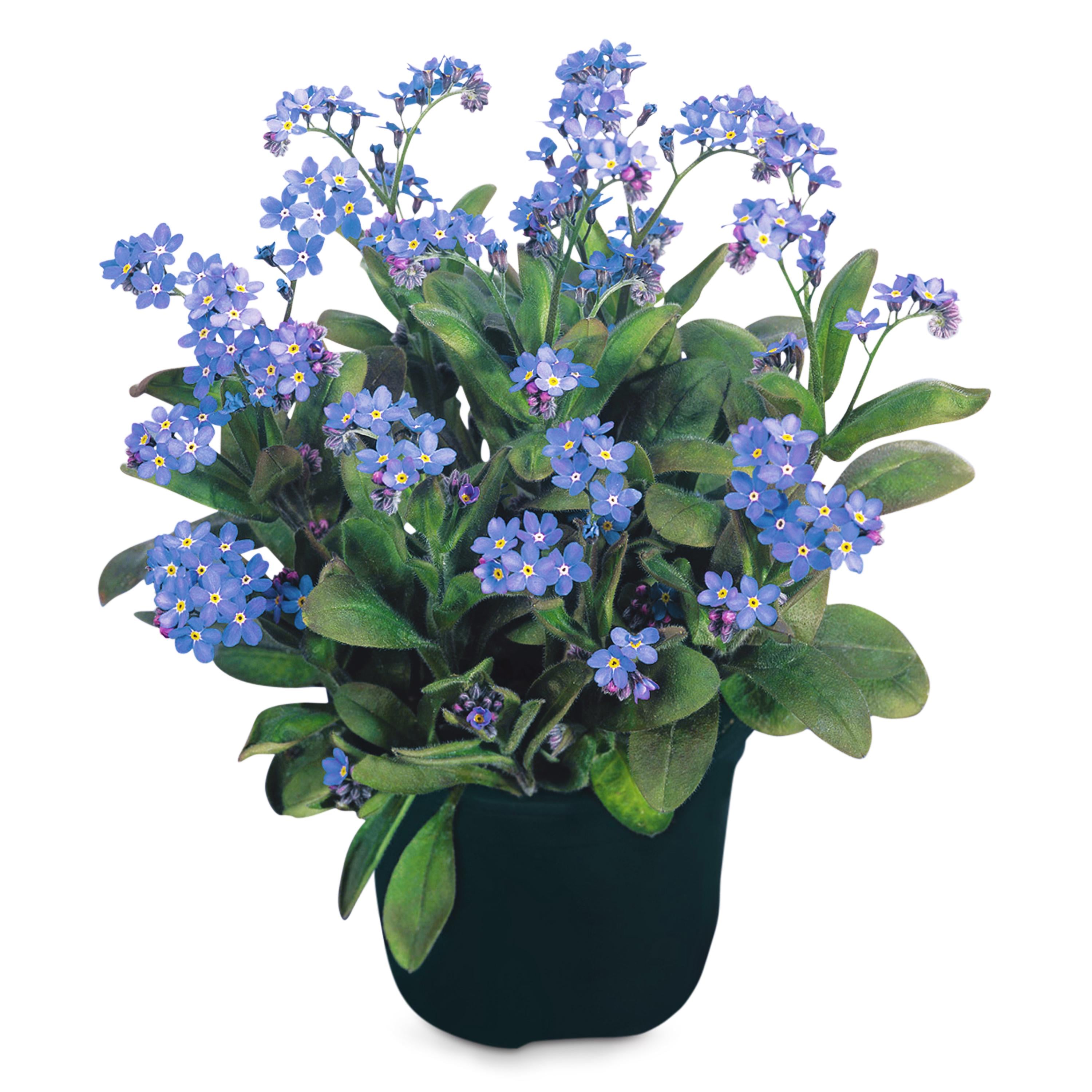 Семена цветов Незабудка Bluesylva (BN03034-3)