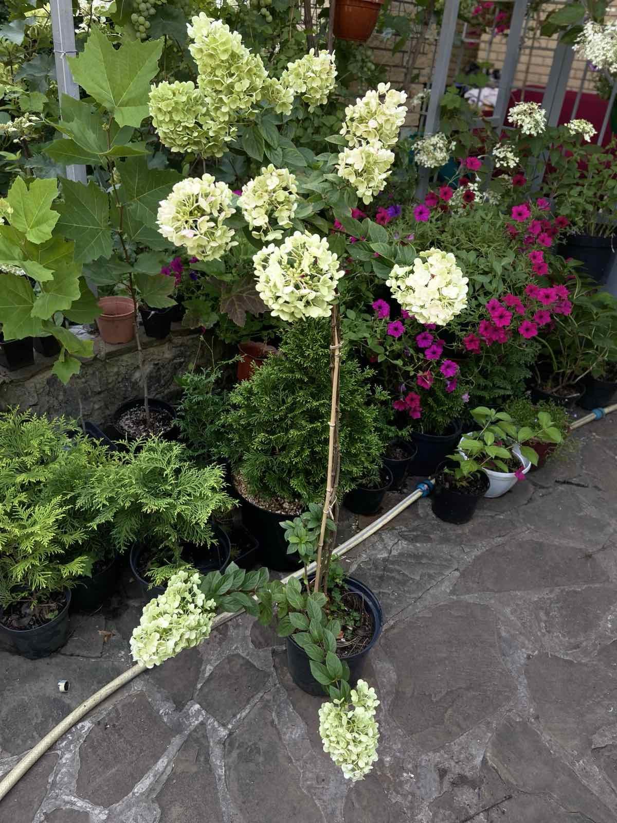 Гортензия метловидная на штамбе