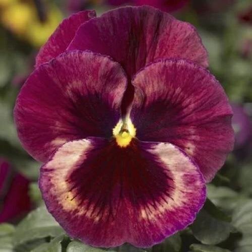 Семена цветов Виола Delta F1 Speedy Rose Medley Syngenta 1000 шт. (BN09925)