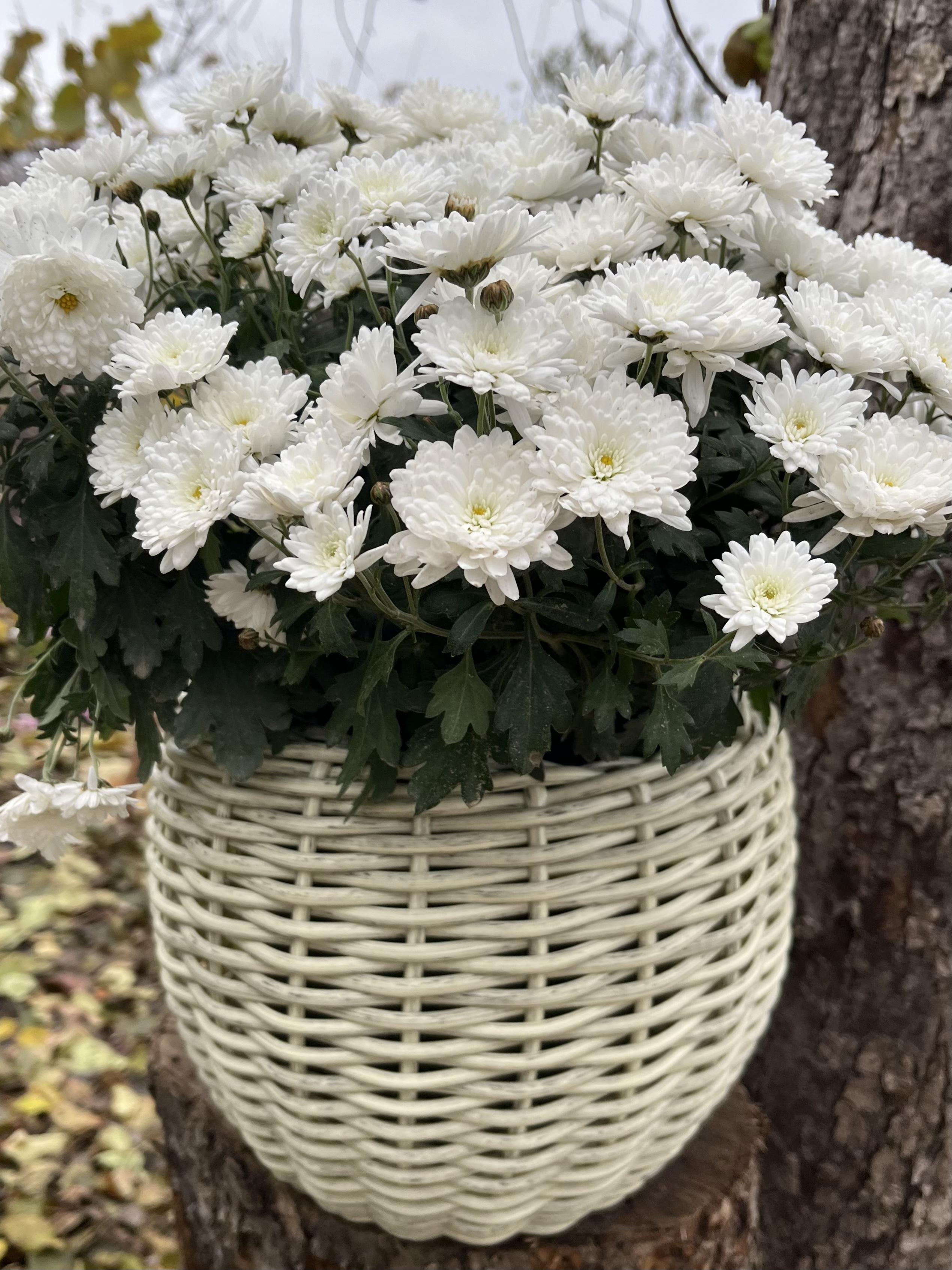 Кашпо для квітів зі штучного ротанга 5 л Слонова кістка (27923640) - фото 3 Кашпо для квітів зі штучного ротанга 5 л Слонова кістка (27923640) - фото 3