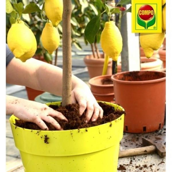 Торфосмесь для цитрусовых Compo Sana 10 л (1671) - фото 4 Торфосмесь для цитрусовых Compo Sana 10 л (1671) - фото 4