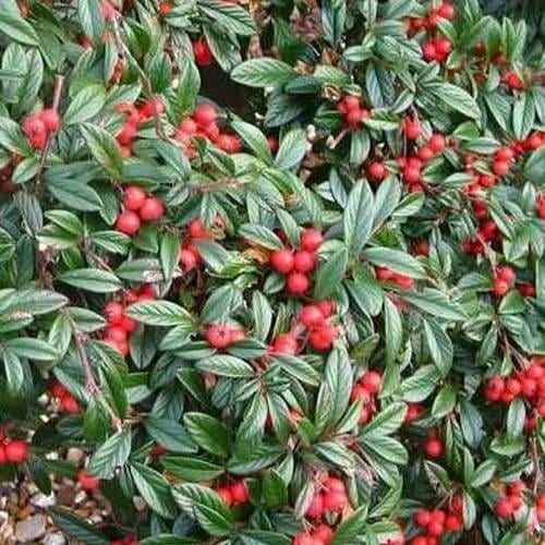 Саджанець Кизильник іволистий Parkteppich контейнер р-9 (181397)