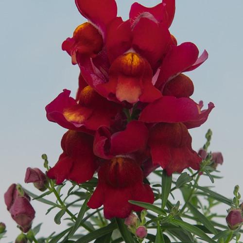 Семена цветов Hem Genetics Львиный зев Snappy Red 500 шт. (BN09148-2)