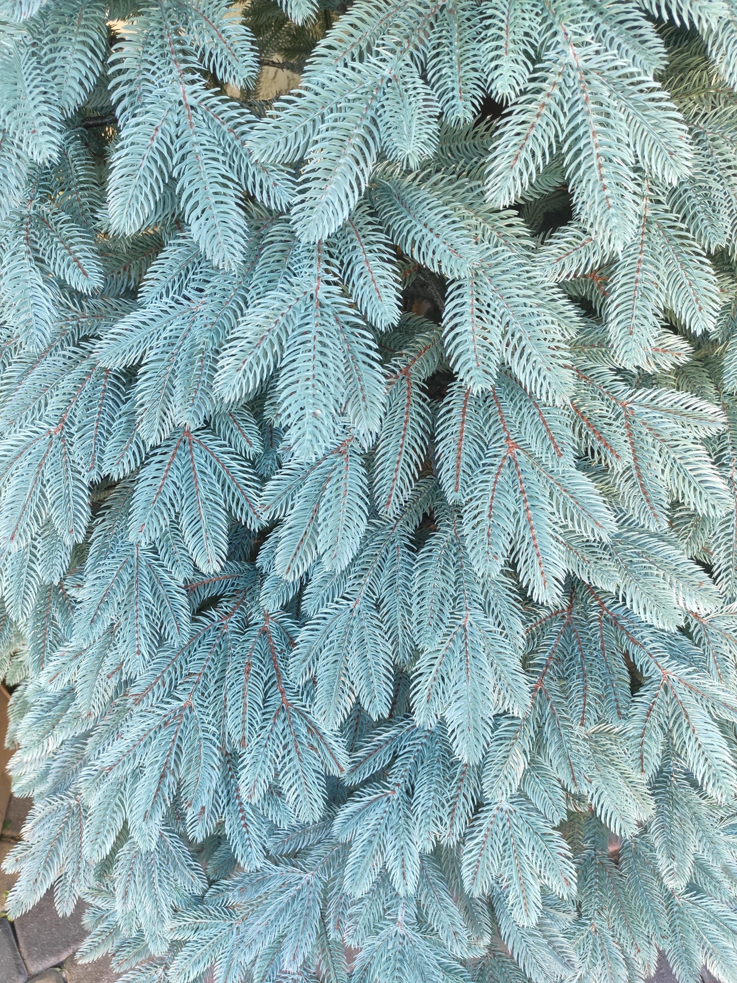 Ялинка лита Хатинка Швейцарська штучна з металевою розбірною підставкою 2,50 м Блакитний (ШвейБ-250) - фото 2 Ялинка лита Хатинка Швейцарська штучна з металевою розбірною підставкою 2,50 м Блакитний (ШвейБ-250) - фото 2