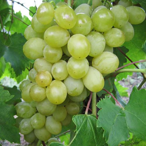 Саженцы винограда Болгария черенкованный 1-летний (6602)
