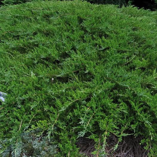 Саджанець ялівцю козацького Рокері Джем Juniperus sabina Rockery Gem Р9 (645180492) Саджанець ялівцю козацького Рокері Джем Juniperus sabina Rockery Gem Р9 (645180492)