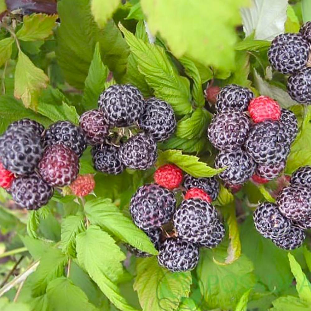 Саженец малины Кумберленд (14966174)