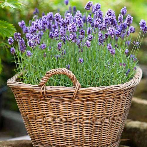 Семена Лаванда Кримська багаторічна (17194)