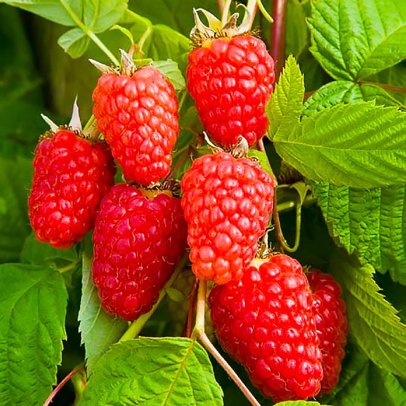 Саженец малины ремонтантной Marastar (885608973)