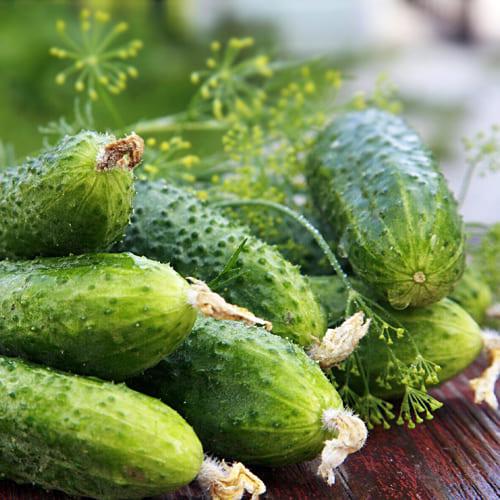 Насіння Огірок Florium Фенікс (7516)