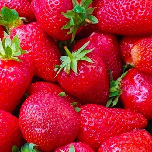 Сажанец Клубника Ксанте Xante 5шт ремонтантный/крупноплодный сорт (123588)