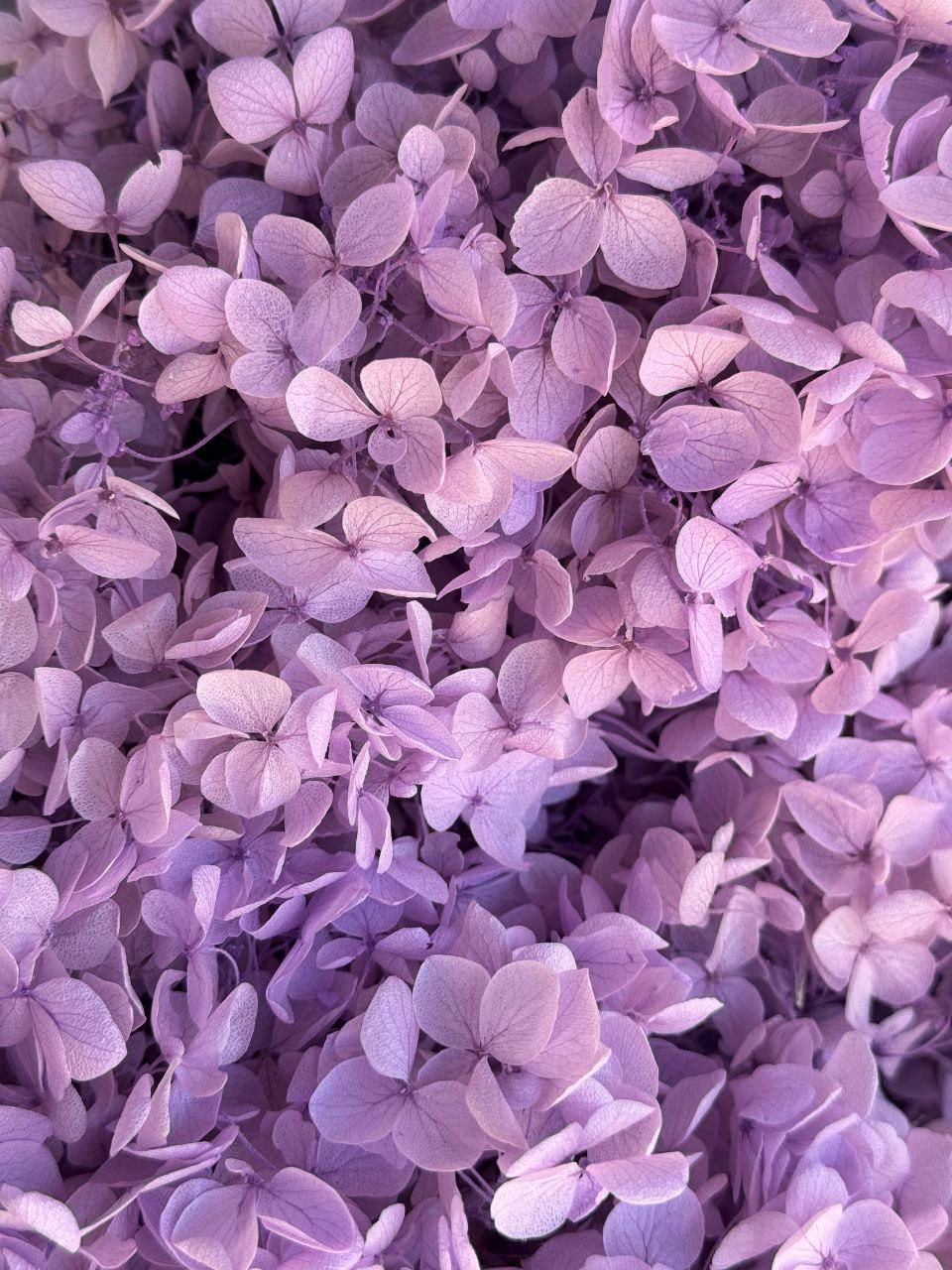 Стабилизированная гортензия 5 гр. Лиловый