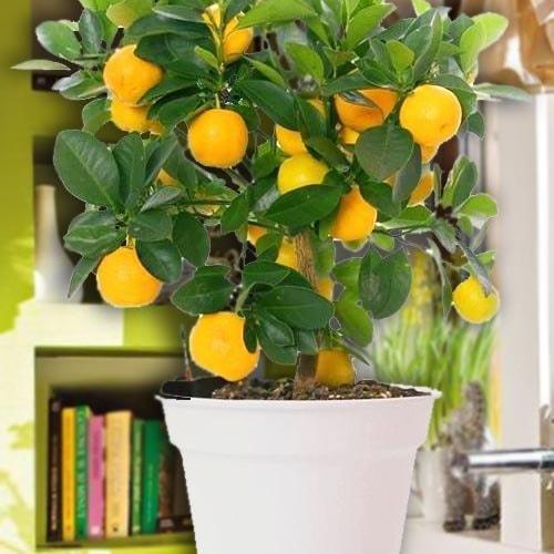 Сажанец Апельсин Вашингтон Навела (24023)