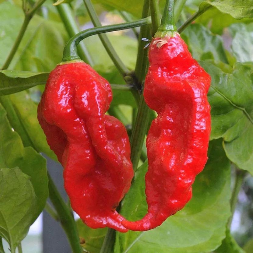 Насіння Перець гострий Bhut Jolokia red 10 шт. Бхут Джолокія червоний суперхот