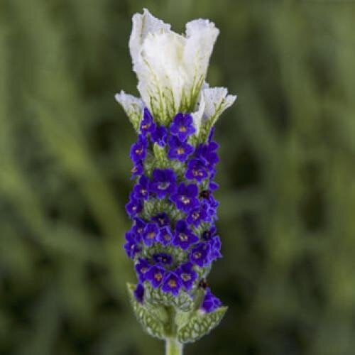 Семена цветов Лаванда Castilliano 2.0 White Syngenta 10 шт. (BN07534-4)