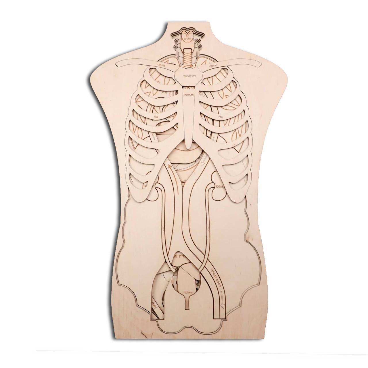 Пазлы DecorWood со строением органов человека из дерева 43х27 см (а223)