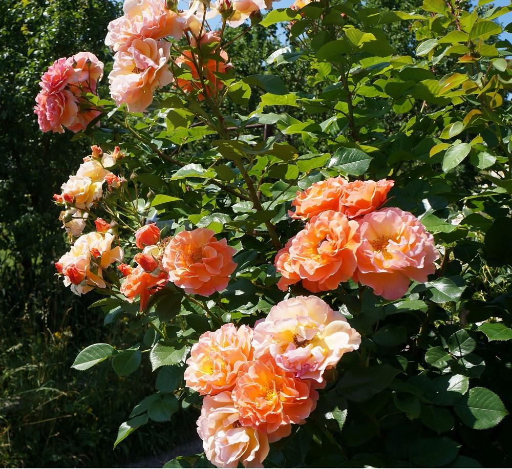 Троянда Velet Arabia Шраб в контейнері (2669431284) - фото 8 Троянда Velet Arabia Шраб в контейнері (2669431284) - фото 8