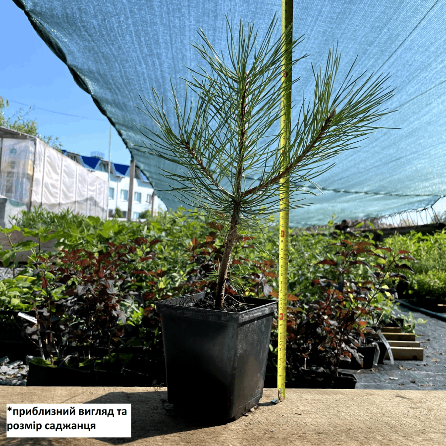 Саженец сосны Черной Австрийской Pinus Nigra Austriaca Р9 (1314113147) - фото 2