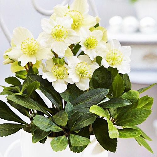 Морозник Florium Niger (3054) - фото 3