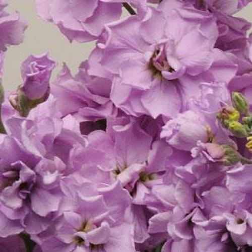 Семена цветов Левкой поле срез COLUMN Lilac lavender (BN01546)