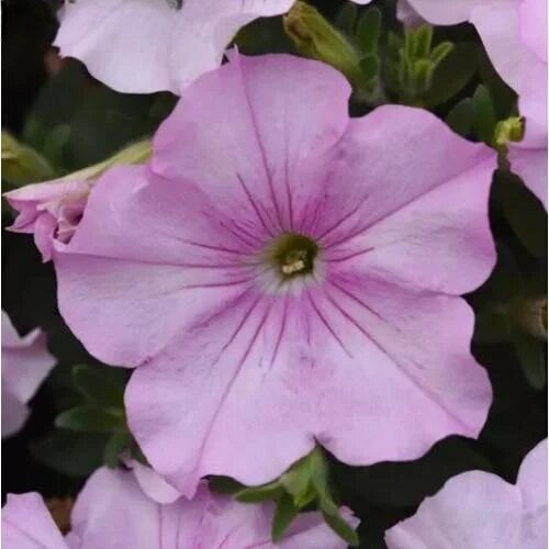 Семена цветов Петуния ампельная EASY WAVE F1 Pink Pearl PanAmerican 100 шт. (BN13142-2)