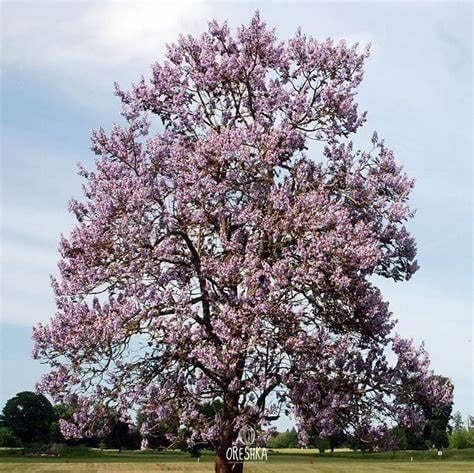 Насіння Павлівні повстяне Paulownia tomentosa 200+ шт./уп.