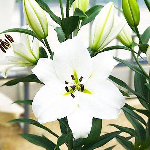 Лилия Genzano Florium - фото 2 Лилия Genzano Florium - фото 2