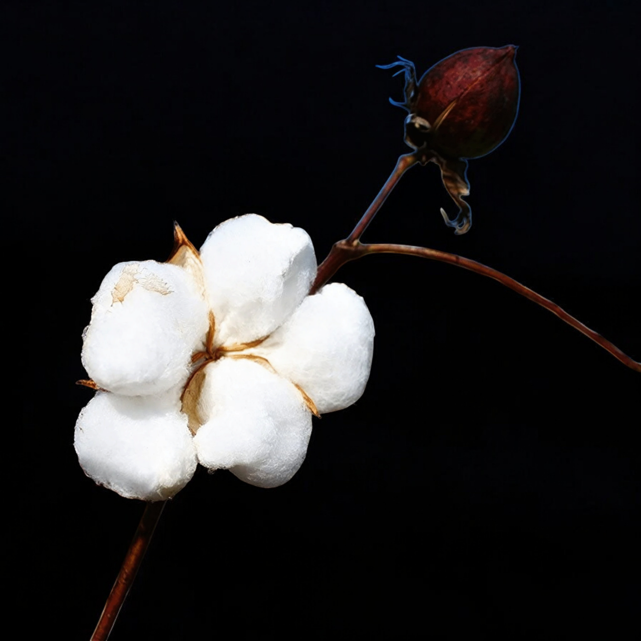 Семена Хлопчатник обыкновенный Gossypium hirsutum 5 шт. (2457757257) - фото 2 Семена Хлопчатник обыкновенный Gossypium hirsutum 5 шт. (2457757257) - фото 2