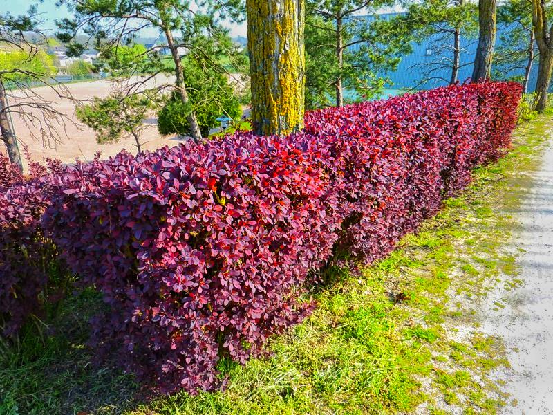 Саженцы Барбарис оттавский Superba в горшке 0,5 л