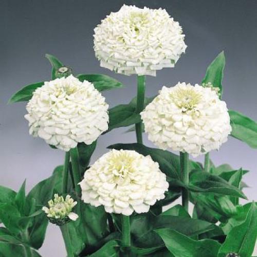 Семена цветов Benary Циния Oklahoma White 100 шт. (BN02871-3)