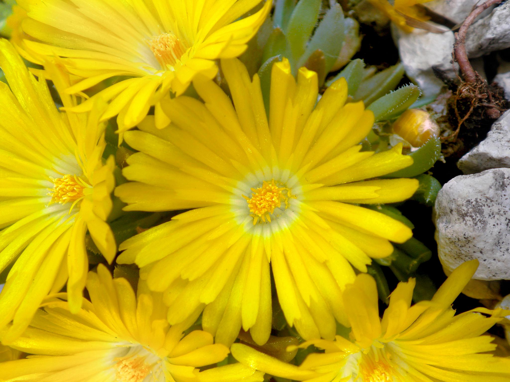 Делосперма Дешампса Delosperma deschampsii 1 шт. (38294777)