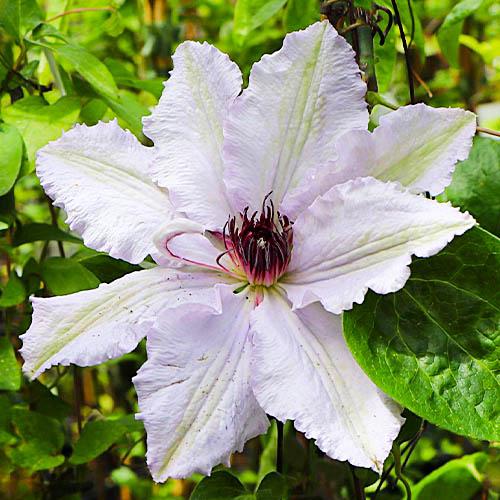 Клематис Fair Rosamond Florium - фото 2