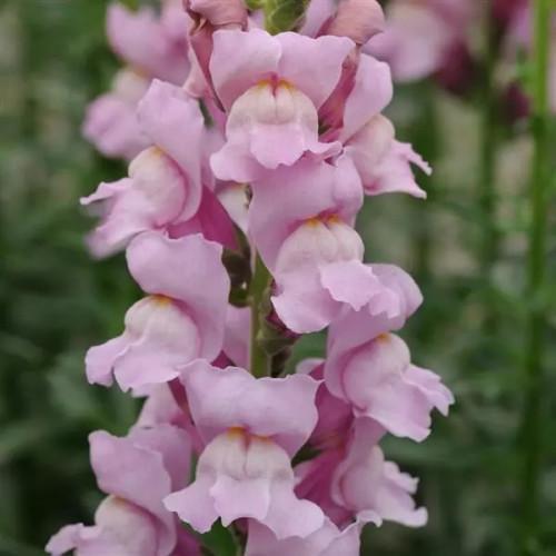 Семена цветов Львиный зев POTOMAC F1 LAVENDER PanAmerican 3,4 500 шт. (BN00173-2)