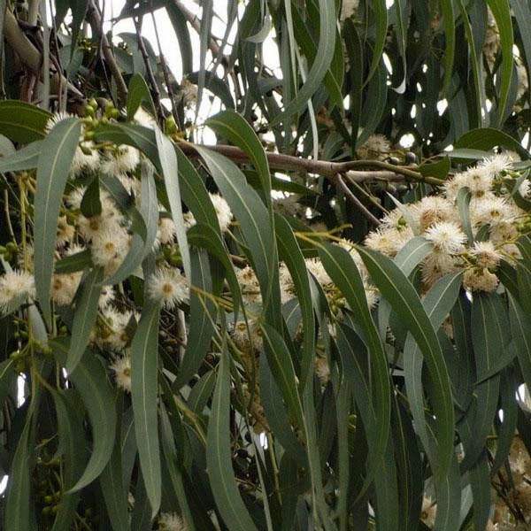 Аромаолія ефірна Aroma Inter Евкаліпт 5 мл (4050) - фото 2 Аромаолія ефірна Aroma Inter Евкаліпт 5 мл (4050) - фото 2