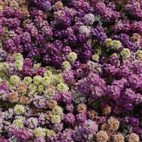 Семена цветов Алисум морской EASTER BONNET MIX FORMULA PanAmerican 1000 шт. (BN01465-2)