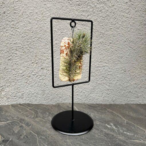 Тілландсія на підвісній основі 27 см