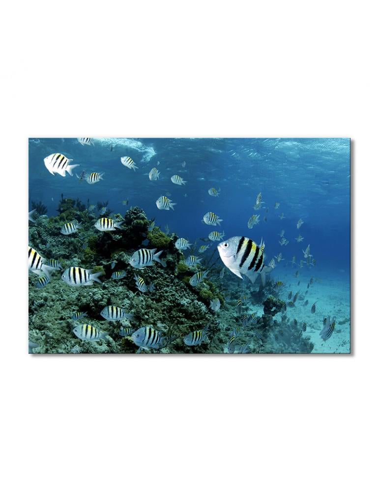 Картина модульная Рыбки зебра 1 модуль 60x90 см